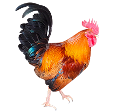 ChickCoop RIR