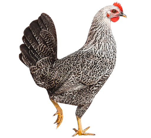 ChickCoop Egyptian Fayoumi