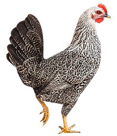 Fayoumi11