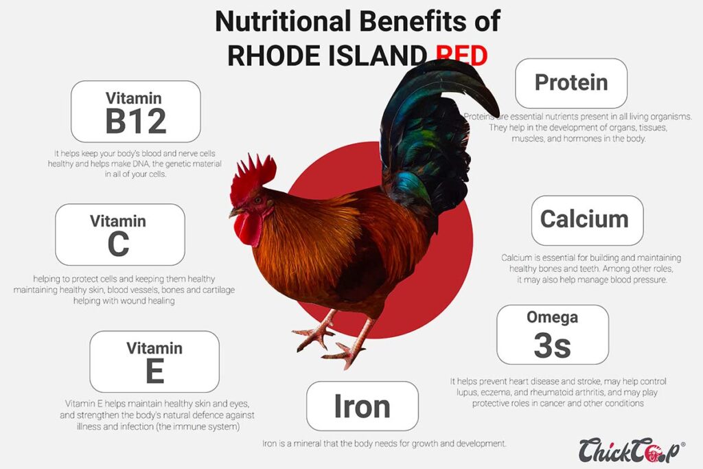 Nutritional Benefits of eating country chicken and Rhode Island Red-chickcoop