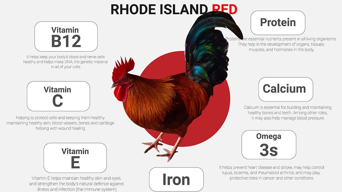 Nutritional Benefits of eating country chicken and Rhode Island Red-chickcoop