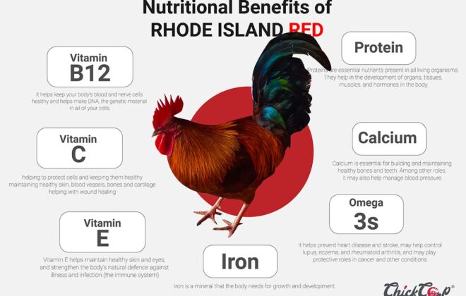 Nutritional Benefits of eating country chicken and Rhode Island Red-chickcoop