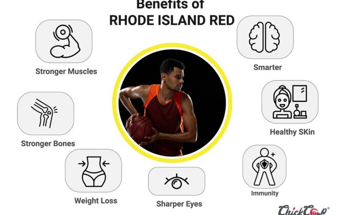 Rhode Island Red Country Chicken Benefits for a disease immune family-chickcoop