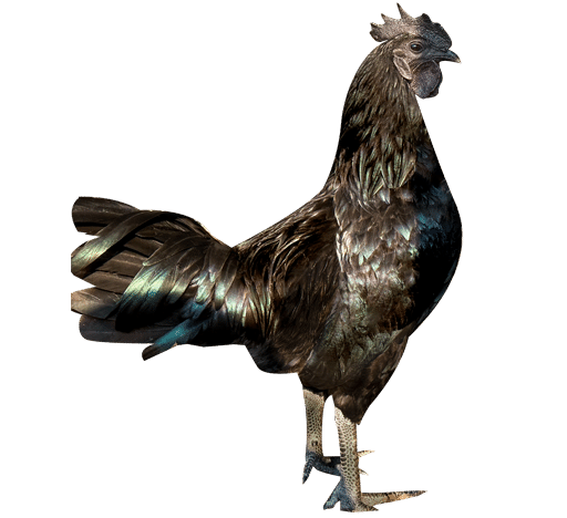 ChickCoop kadaknath