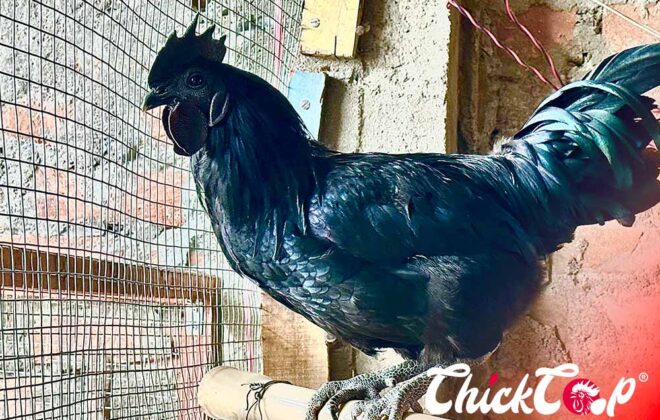 What is Kadaknath Chicken?