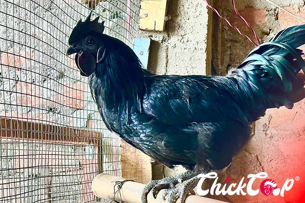 What is Kadaknath Chicken?