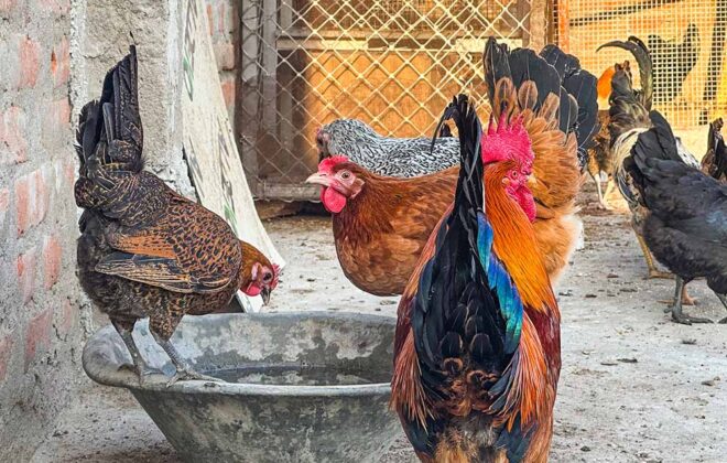 Protect your Chicken from Heat Stress-Drinking water
