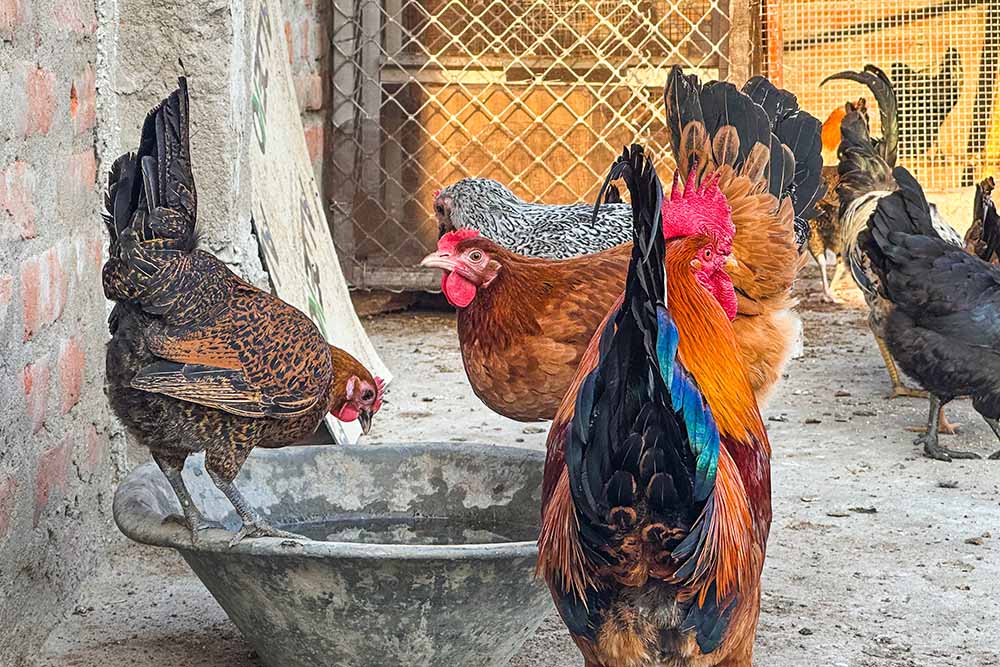 Protect your Chicken from Heat Stress-Drinking water