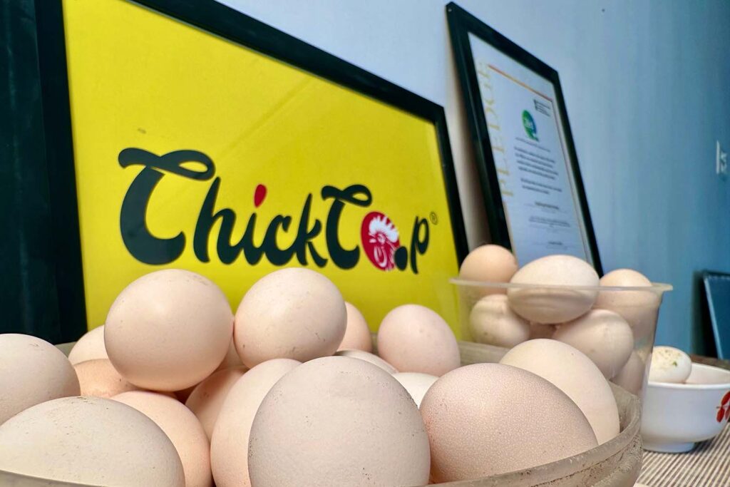 Wonder of Country Chicken eggs-chickcoop