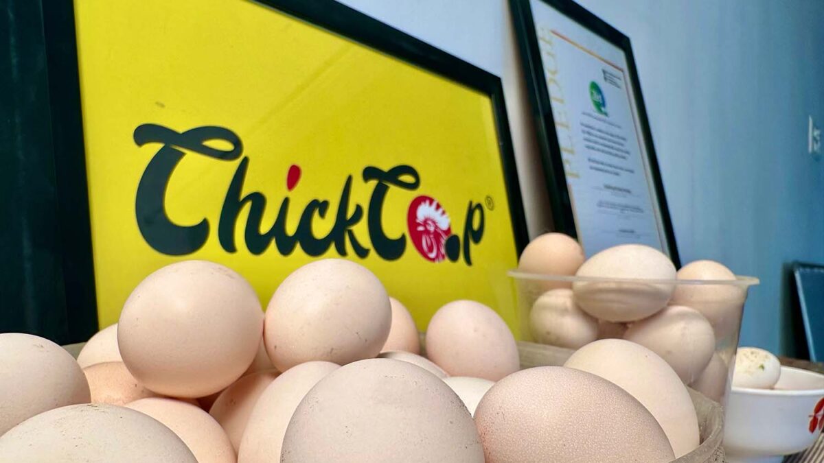 Wonder of Country Chicken eggs-chickcoop