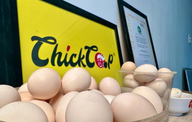 Wonder of Country Chicken eggs-chickcoop