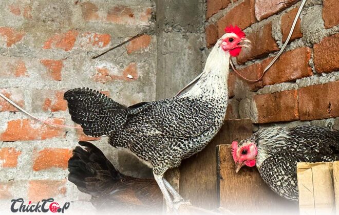Fayoumi Chicken Breed