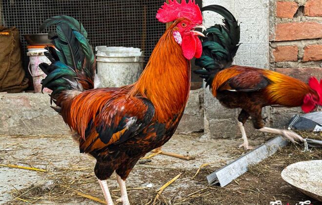 Rhode Island Red Chicken -RIR Chickcoop