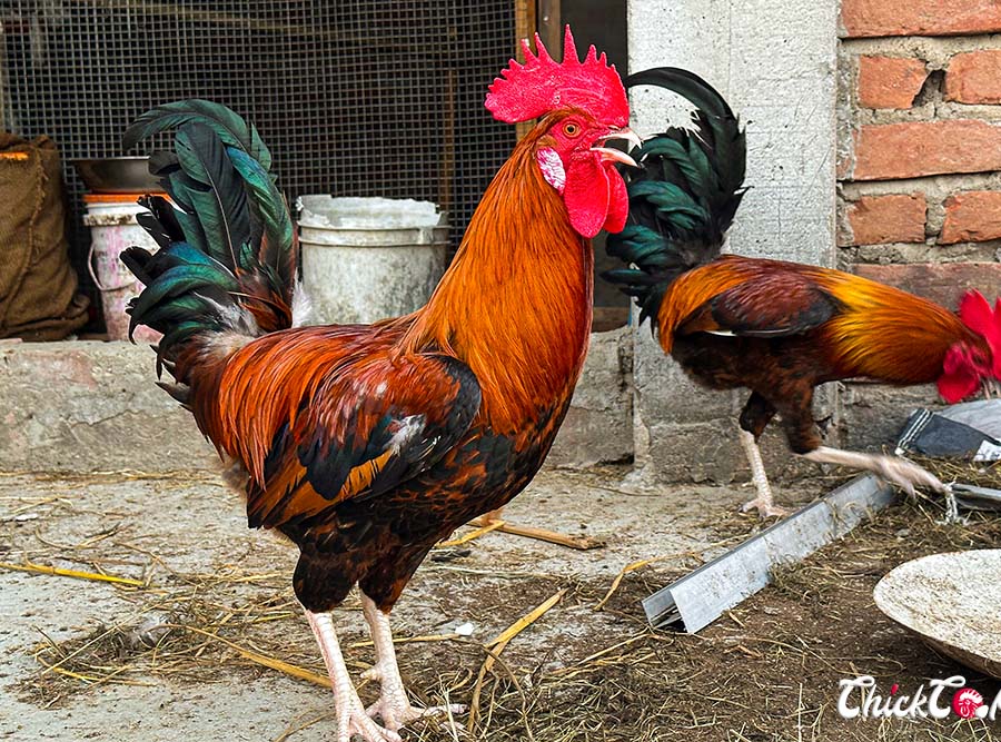 Rhode Island Red Chicken -RIR Chickcoop