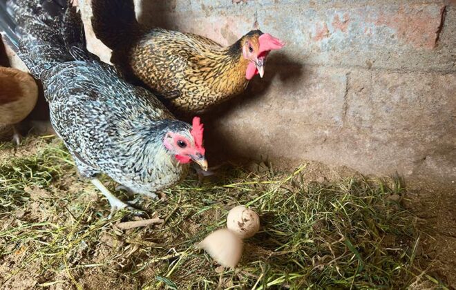 Egg Eating Habit of Hen-ChickCoop