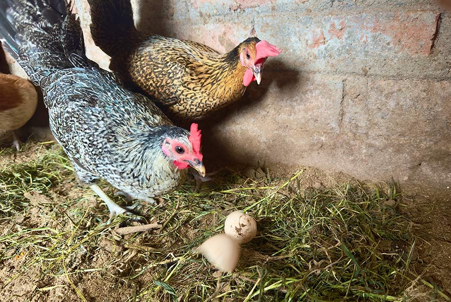 Egg Eating Habit of Hen-ChickCoop