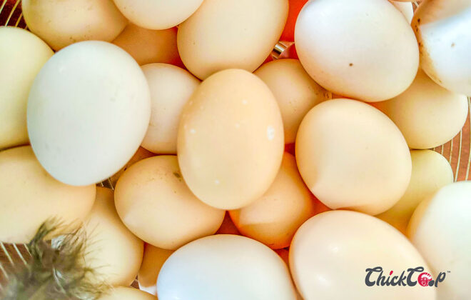 secret of quality egg production1
