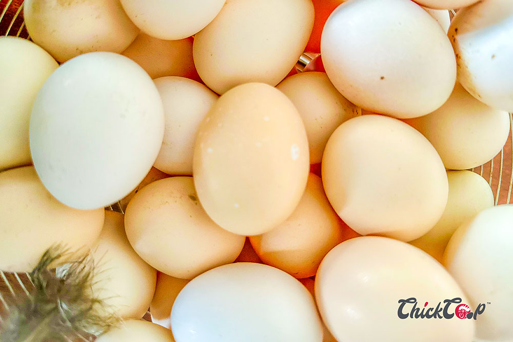 secret of quality egg production1