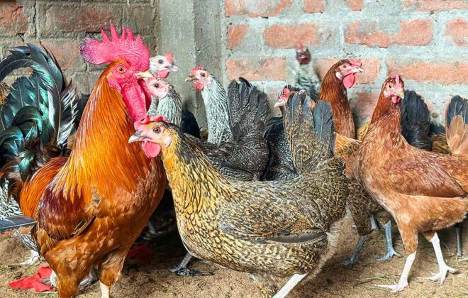 भारत की 30 सर्वश्रेष्ठ चिकन नस्लें