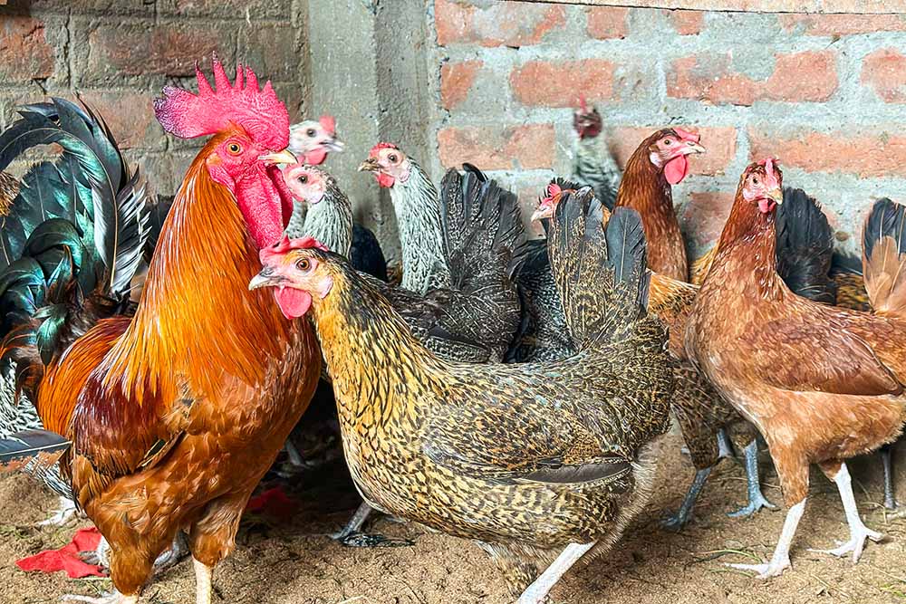भारत की 30 सर्वश्रेष्ठ चिकन नस्लें