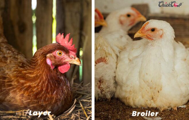 Layer vs Broiler Chicken Breed -ChickCoop Farm