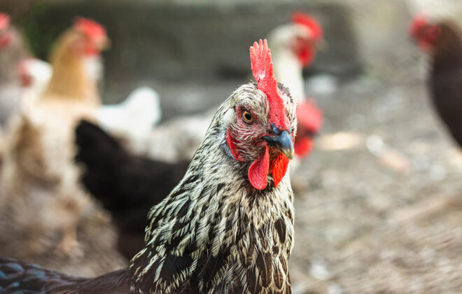 how to treat chicken mites naturally