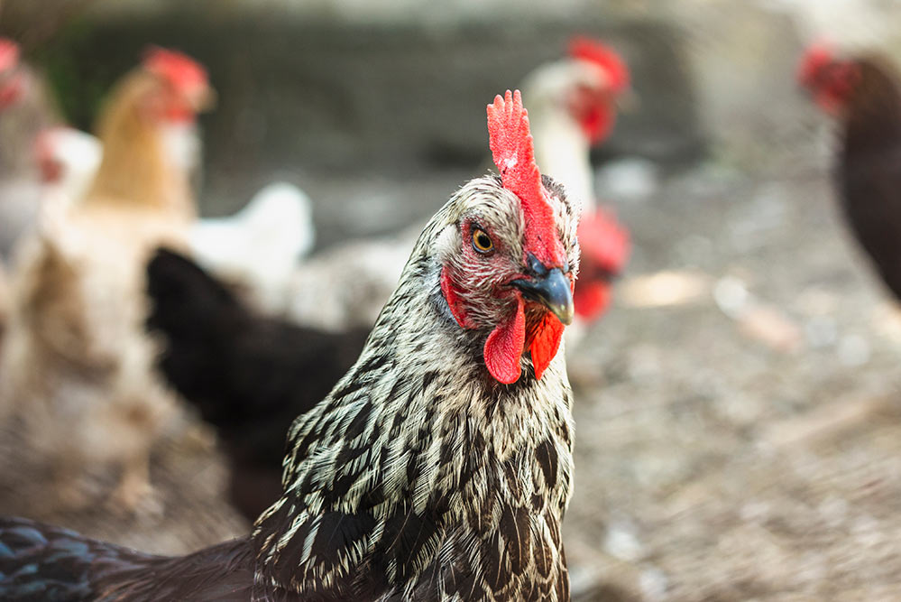 how to treat chicken mites naturally