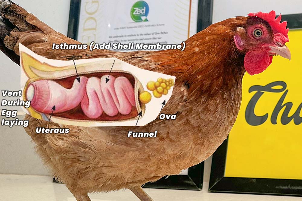 Chicken Ovulation and egg production