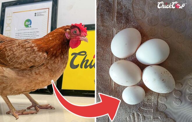 Why My hen is laying Small Eggs-chickcoop