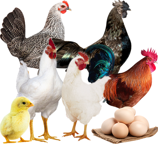 ChickCoop® Breeds™