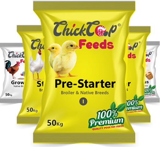 ChickCoop Egyptian Fayoumi