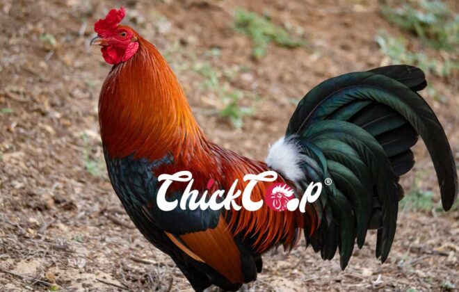American Game Bantam (AGB)-rooster