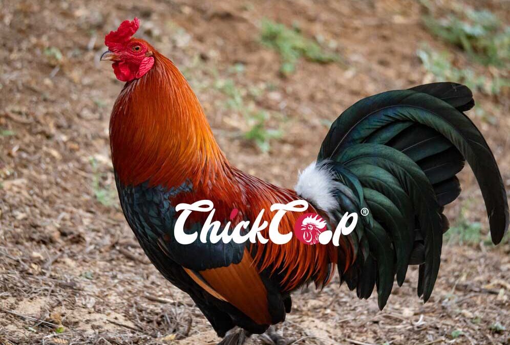 American Game Bantam (AGB)-rooster