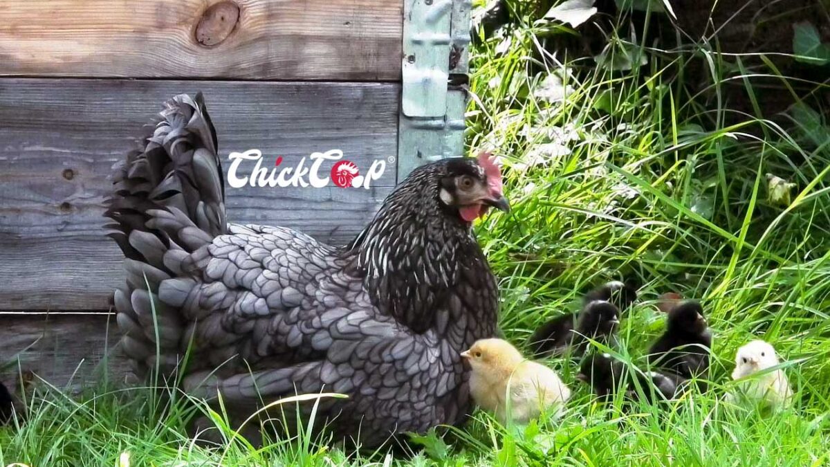 Andalusian chickens