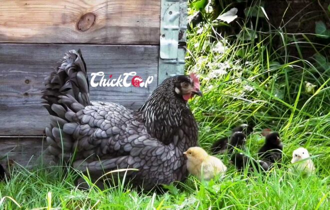Andalusian chickens