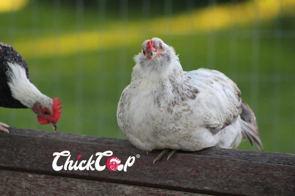 Araucana Chicken Gallina Mapuche Chile Poultry Breeds Araucanía Region Blue Egg-Laying Chicken South American Chickens Mapuche Chicken Breed Domestic Chicken Breeds Araucana Characteristics Rare Chicken Breeds Tufted and Rumpless Chicken Heritage Chicken Breeds Chilean Chicken Breed Egg-Laying Chickens Poultry Farming in Chile