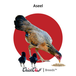 Aseel-01_ChickCoop