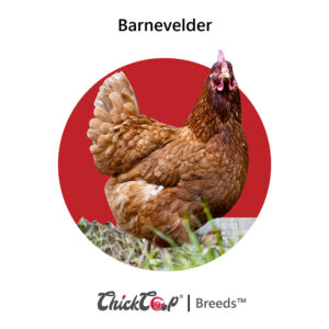 Barnevelder Chicken_ChickCoop Breeds