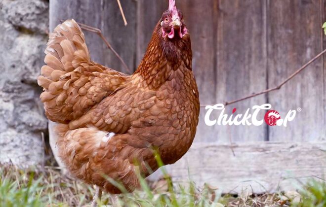 Barnevelder chicken