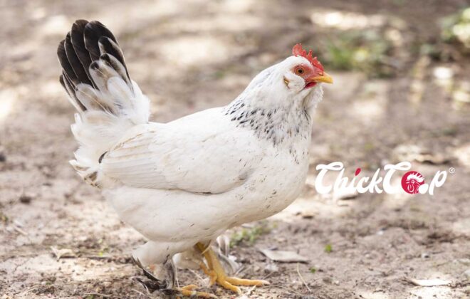 Bearded d'Anvers chicken