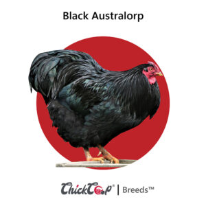 Black Australorp ChickCoop Breeds