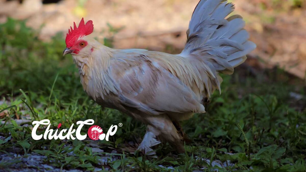 Booted Bantam rooster-