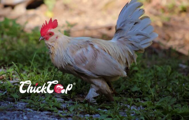 Booted Bantam rooster-