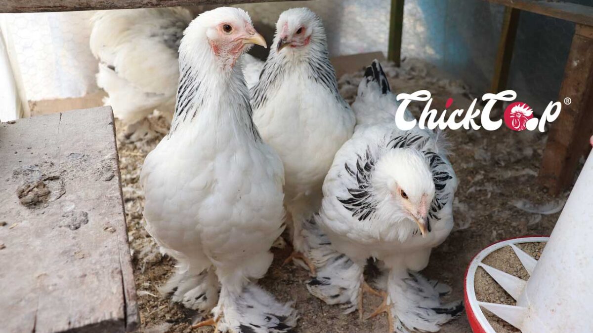 Brahma chicken Picture ChickCoop 1