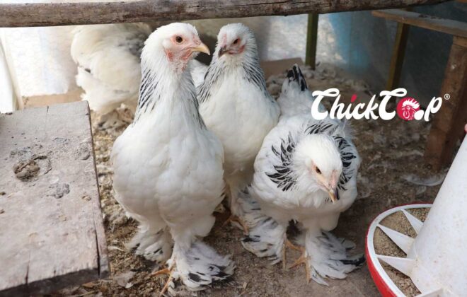 Brahma chicken Picture ChickCoop 1