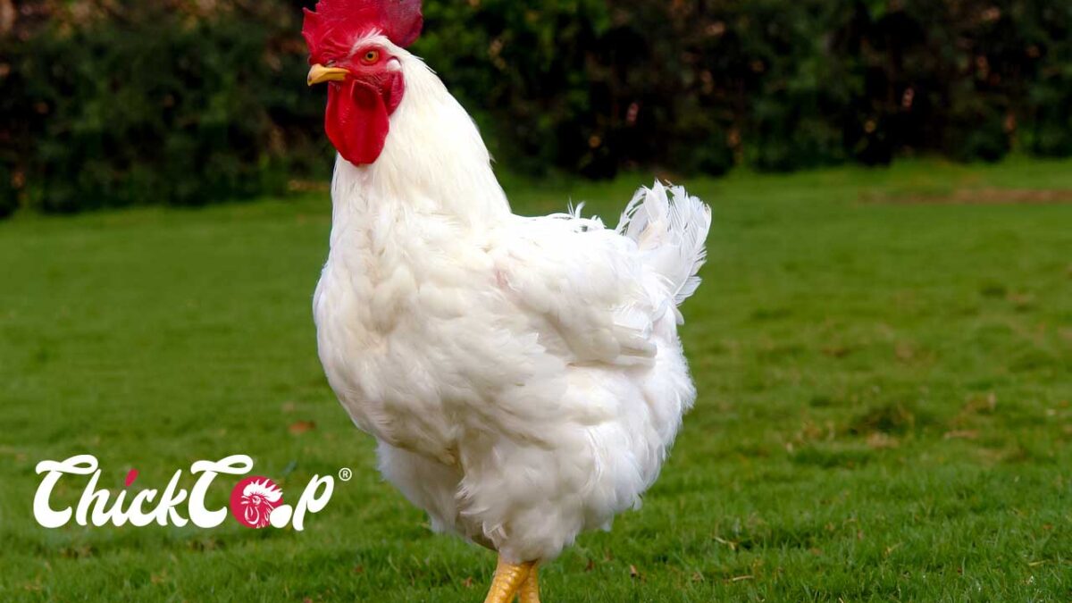 Broiler Chicken Chickcoop Breeds