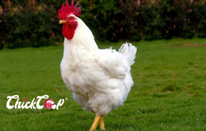 Broiler Chicken Chickcoop Breeds