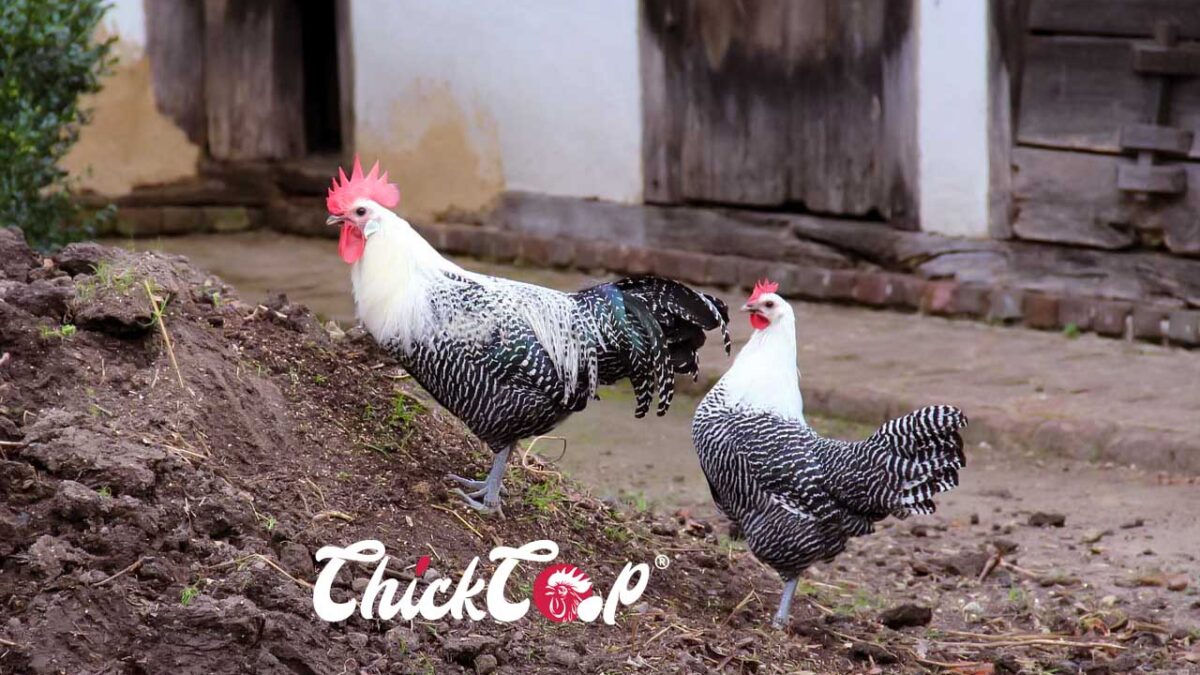 Campine chicken ChickCoop-