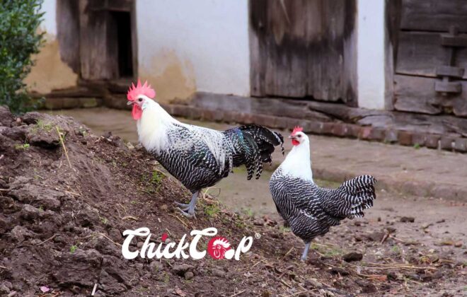 Campine chicken ChickCoop-