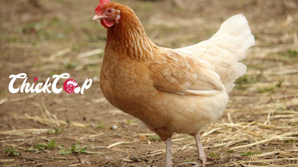 Catalana Chicken ChickCoop Blog